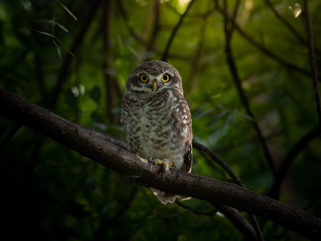 International Owl Awareness Day