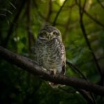 International Owl Awareness Day