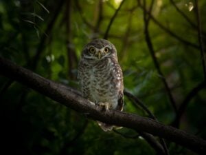 International Owl Awareness Day