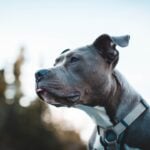 National Pit Bull Awareness Month