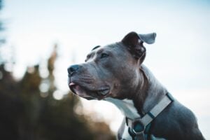 National Pit Bull Awareness Month