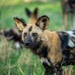 World African Wild Dog Day