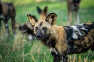 World African Wild Dog Day