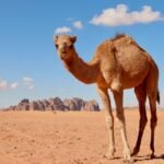 World Camel Day