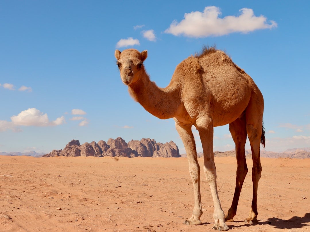 A camel standing in the desert