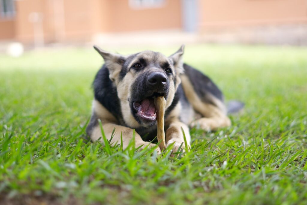 National Pet Choking Prevention Day