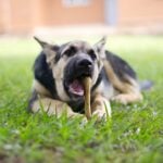 National Pet Choking Prevention Day