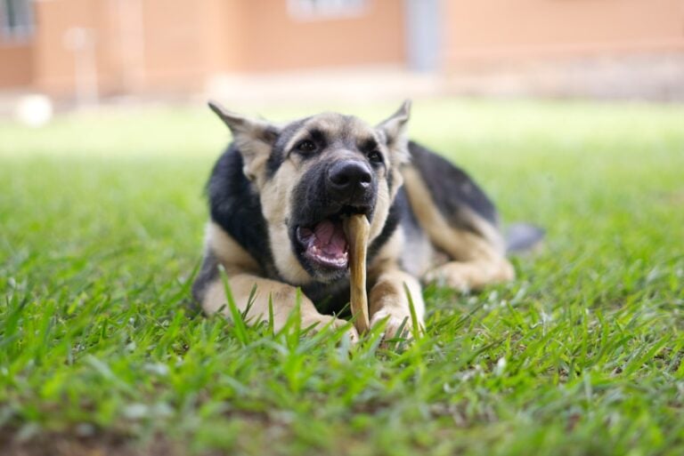 National Pet Choking Prevention Day