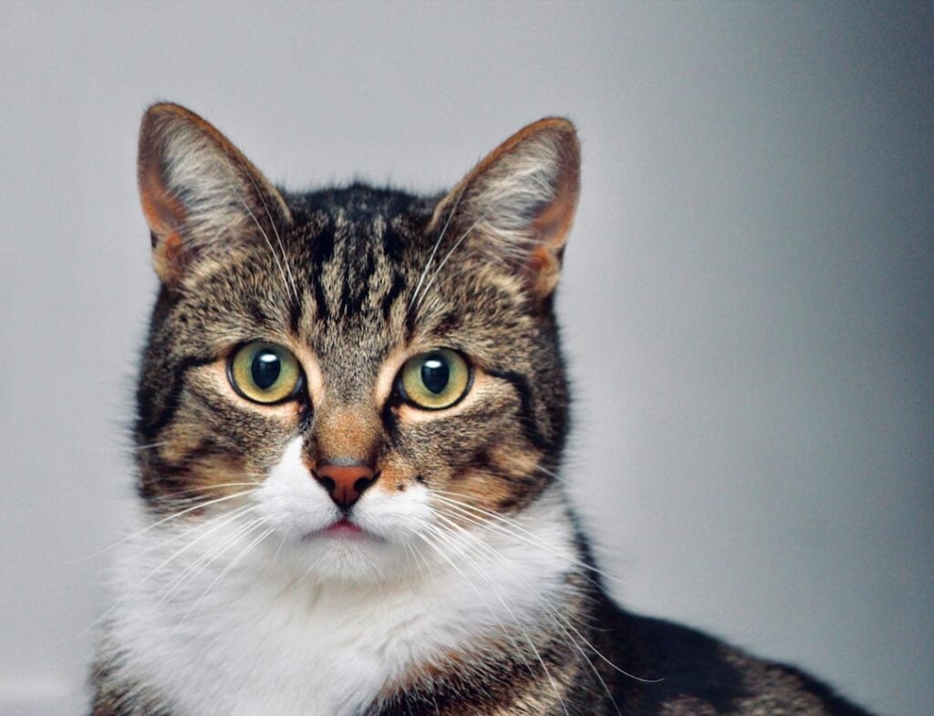 National Internet Cat Day