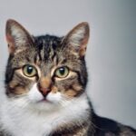 National Internet Cat Day