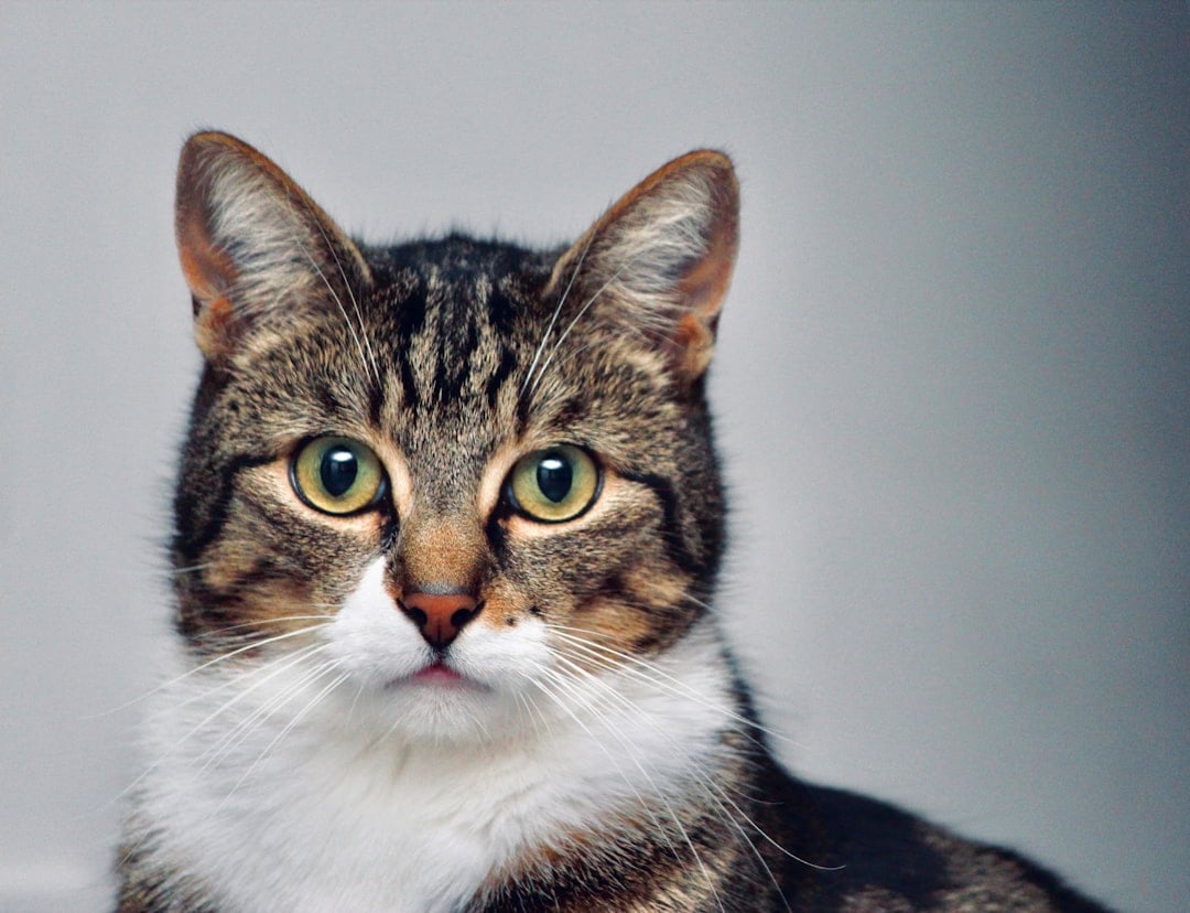 Cute cat portrait for National Internet Cat Day