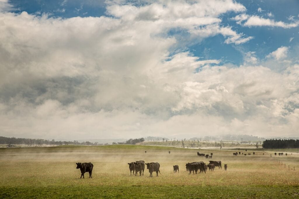 World Farm Animals Day