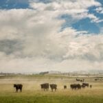 World Farm Animals Day