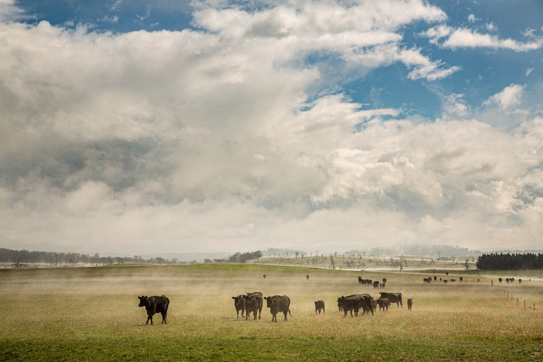 Farm animals grazing in a field