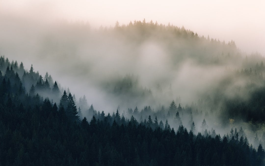 Misty Pacific Northwest forest associated with Sasquatch folklore
