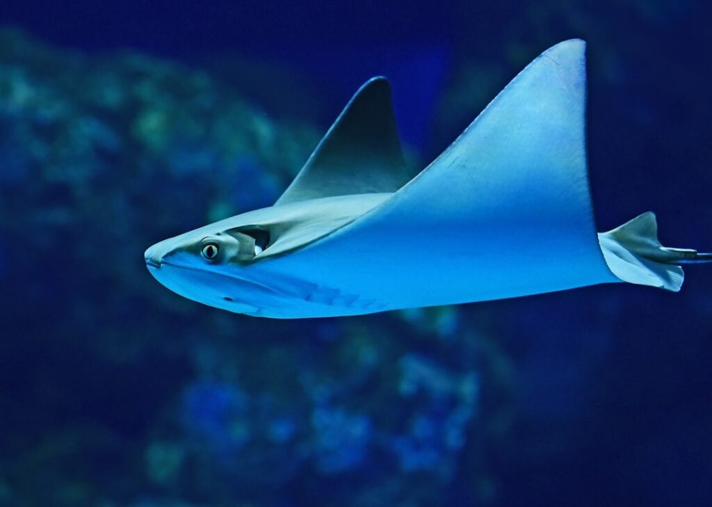 International Sawfish Day