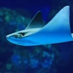 International Sawfish Day