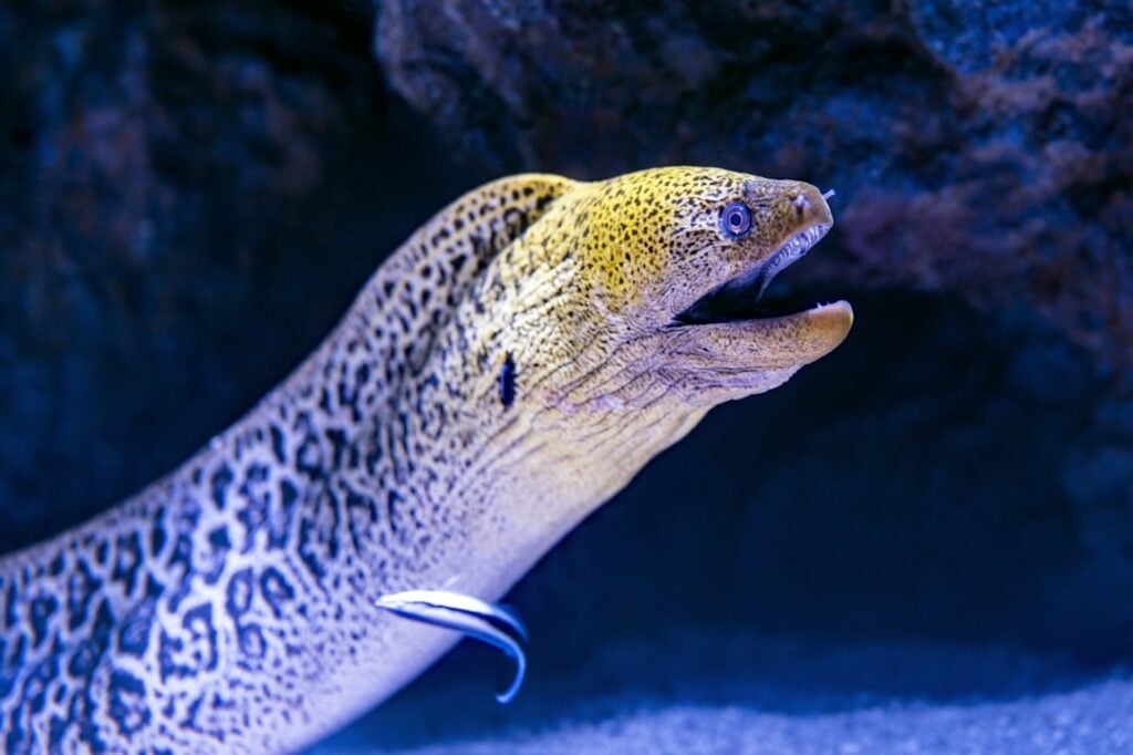 Hagfish Day