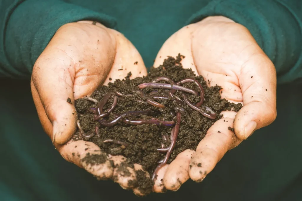 World Earthworm Day