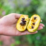 National Pawpaw Day