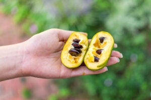 National Pawpaw Day