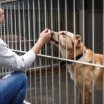 National Animal Safety and Protection Month