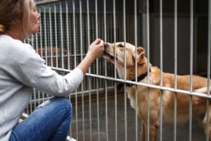 National Animal Safety and Protection Month