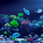 Fish Tank Floorshow Night