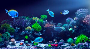 Fish Tank Floorshow Night