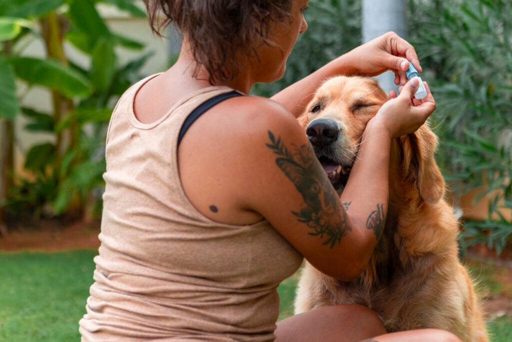 National Pet CBD Month