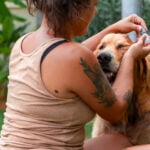 National Pet CBD Month