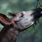 World Okapi Day
