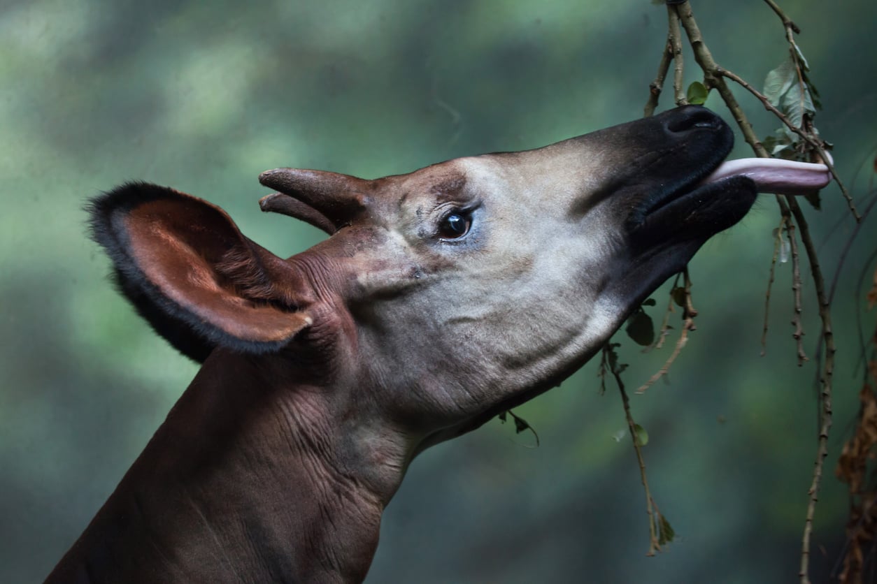 Okapi in forest Congo