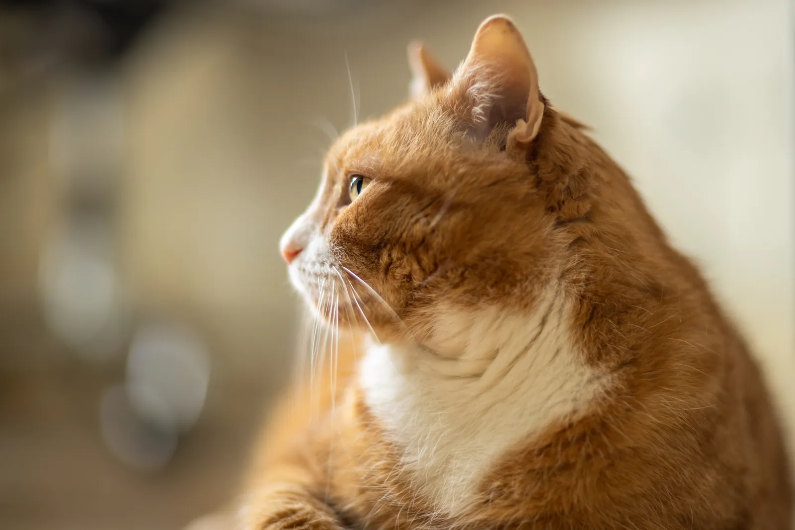 Ginger Cat Appreciation Day: Ginger cat in profile