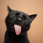 National Black Cat Appreciation Day