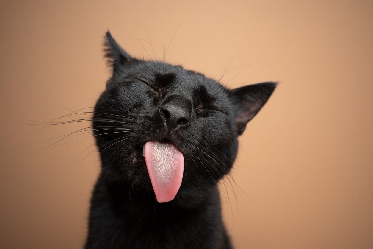 Black cat with bright eyes looking at camera