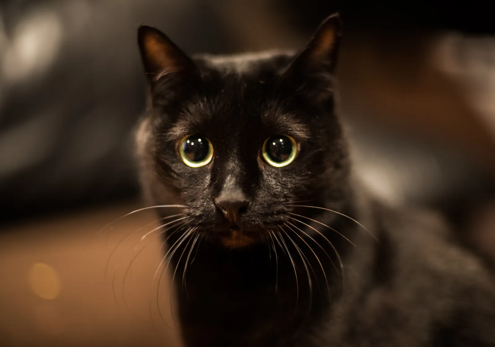 National Black Cat Appreciation Day: Black cat with yellow eyes looking at the camera