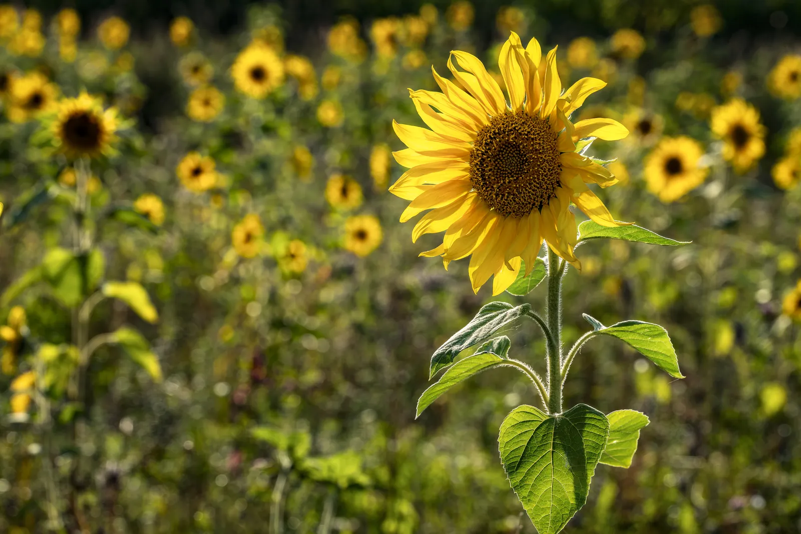 National Sunflower Day: Sunflower in a field of sunflowers