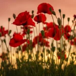 Remembrance Sunday 2026