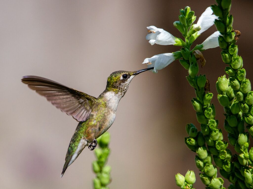 National Hummingbird Day