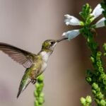 National Hummingbird Day