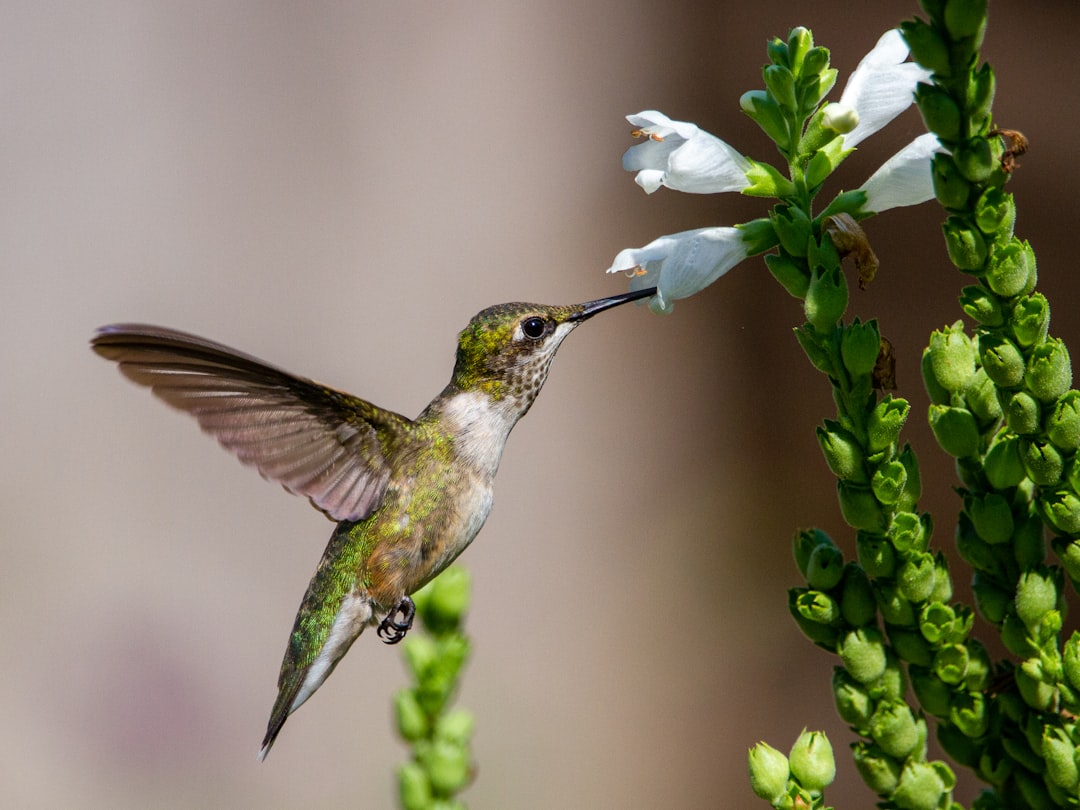 A hummingbird hovering near a brightly coloured flower