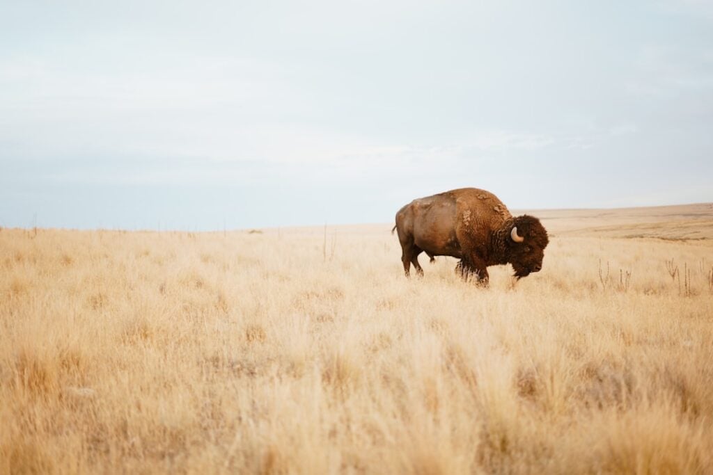 Bison-ten Yell Day