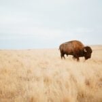 Bison-ten Yell Day