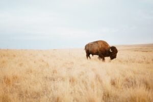 Bison-ten Yell Day