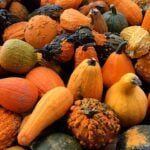 National Acorn Squash Day