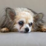 International Blind Dog Day