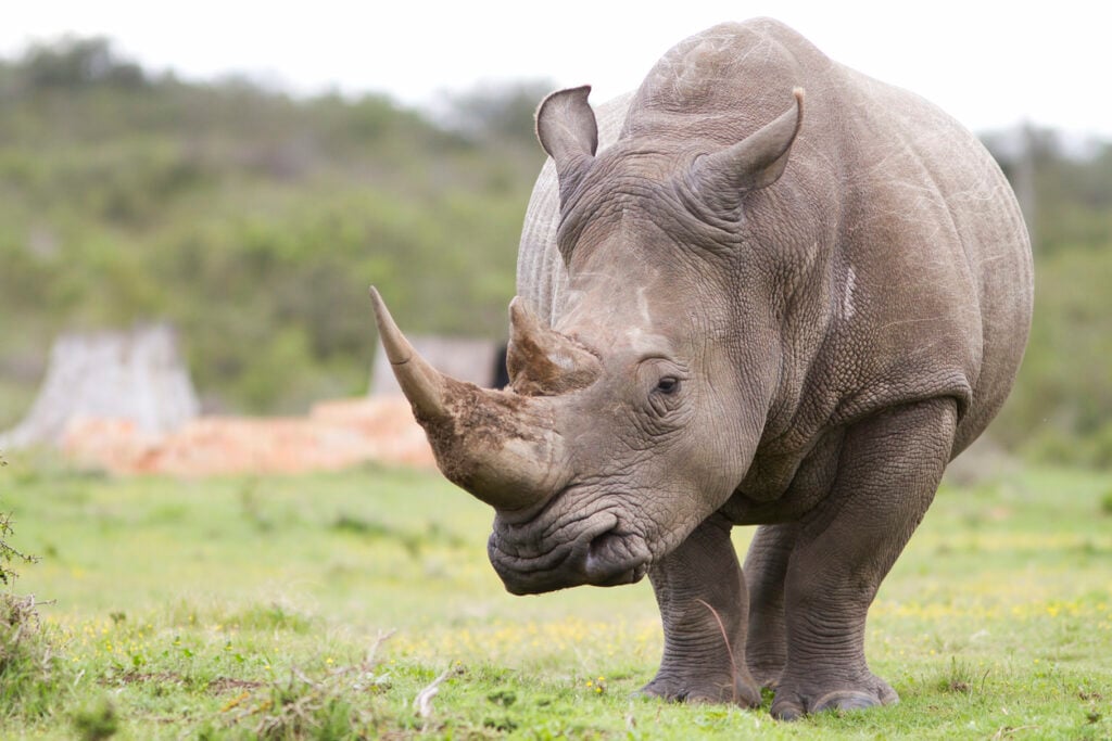 World Rhino Day
