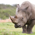 World Rhino Day
