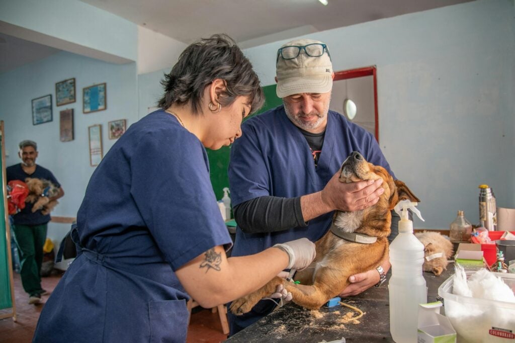 Pet Emergency Week 2026